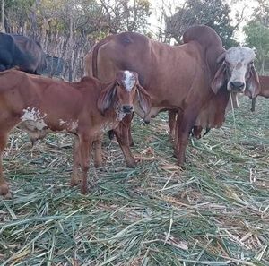 Meet your Posher, Balmore